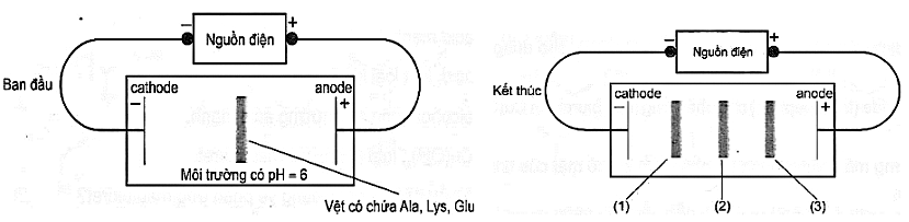 Hình minh họa câu hỏi