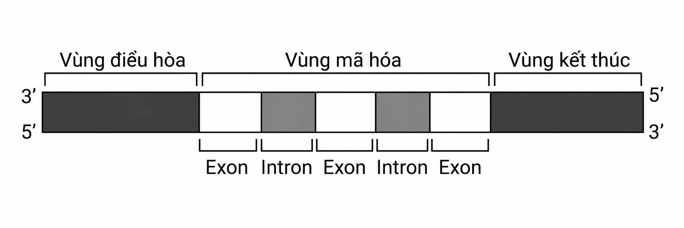 Hình minh họa