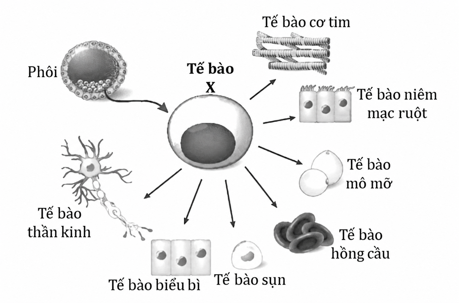 Hình minh họa