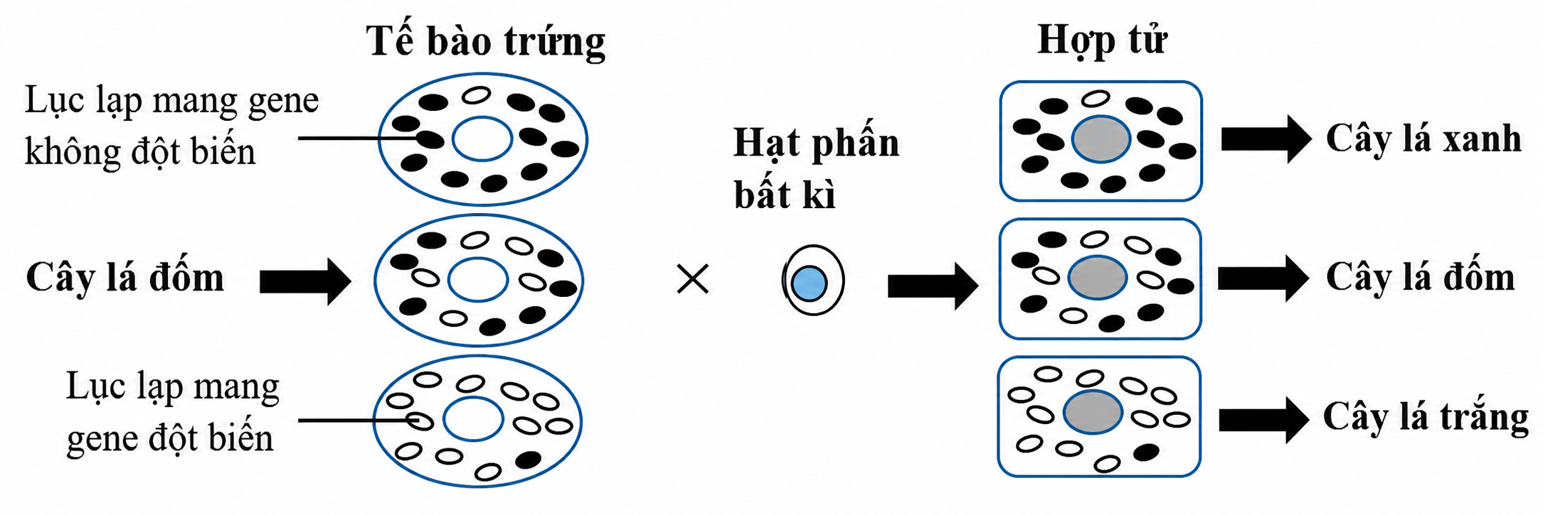 Hình minh họa