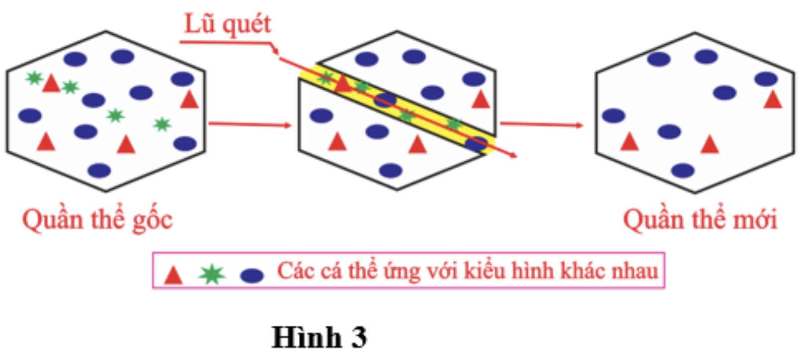 Hình minh họa