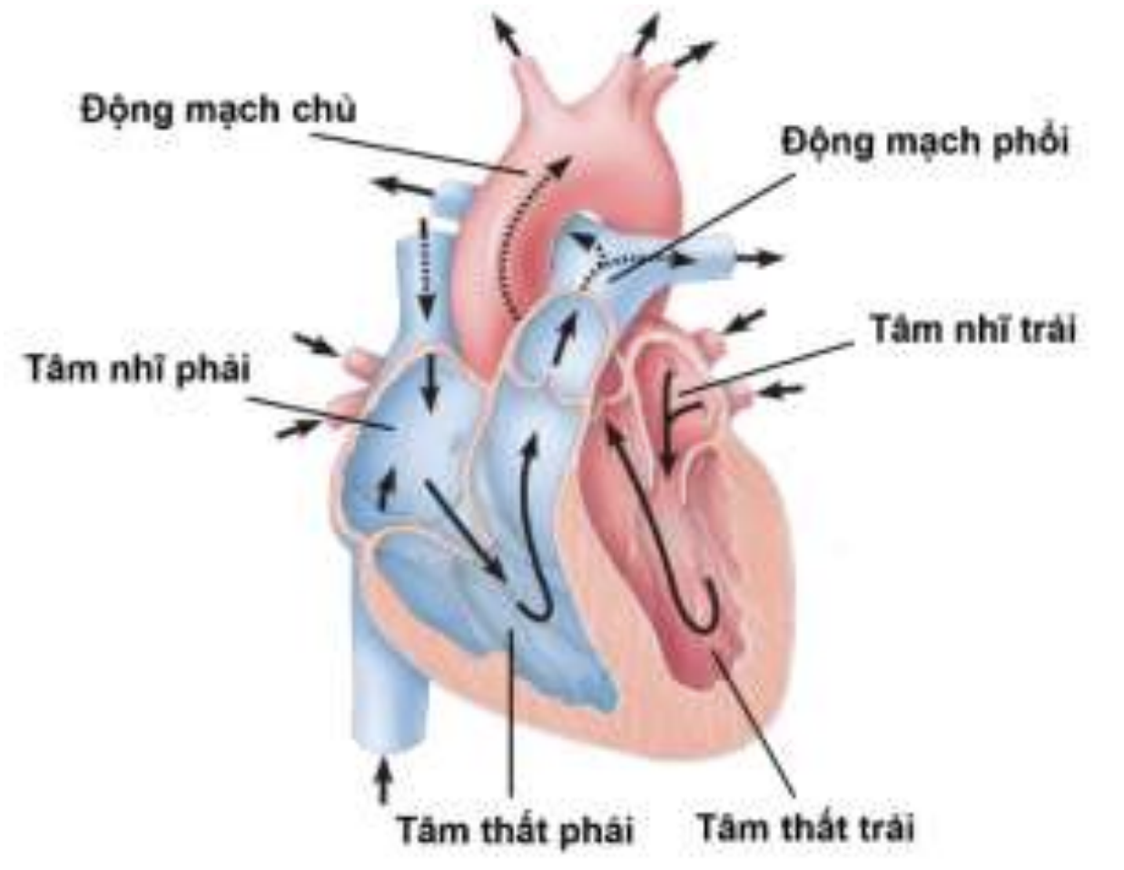 Hình minh họa