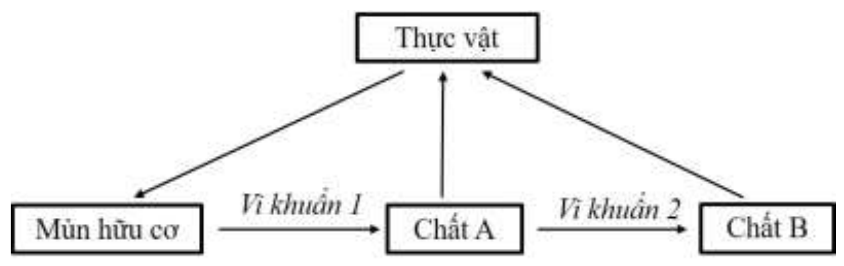 Hình minh họa