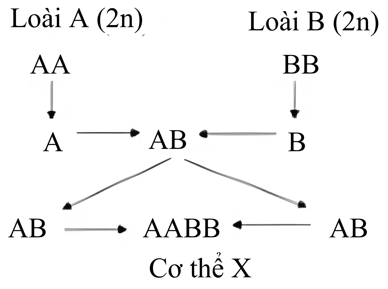 Hình minh họa