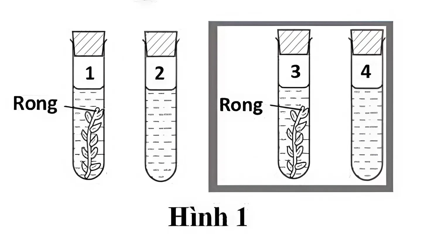Hình minh họa