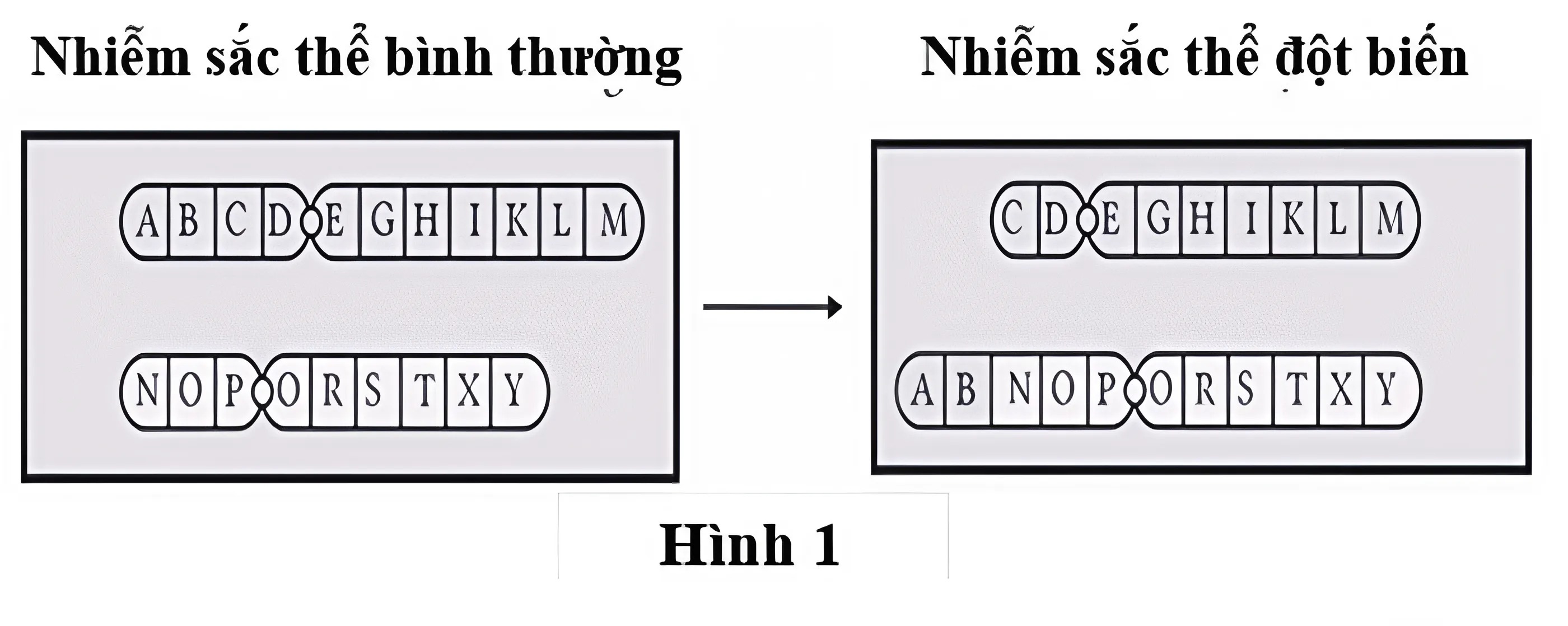 Hình minh họa