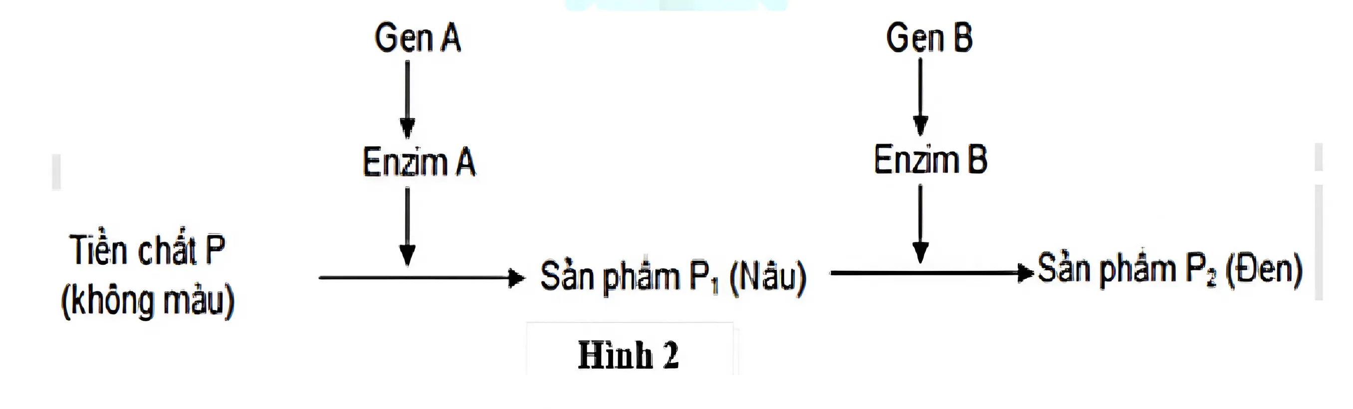 Hình minh họa