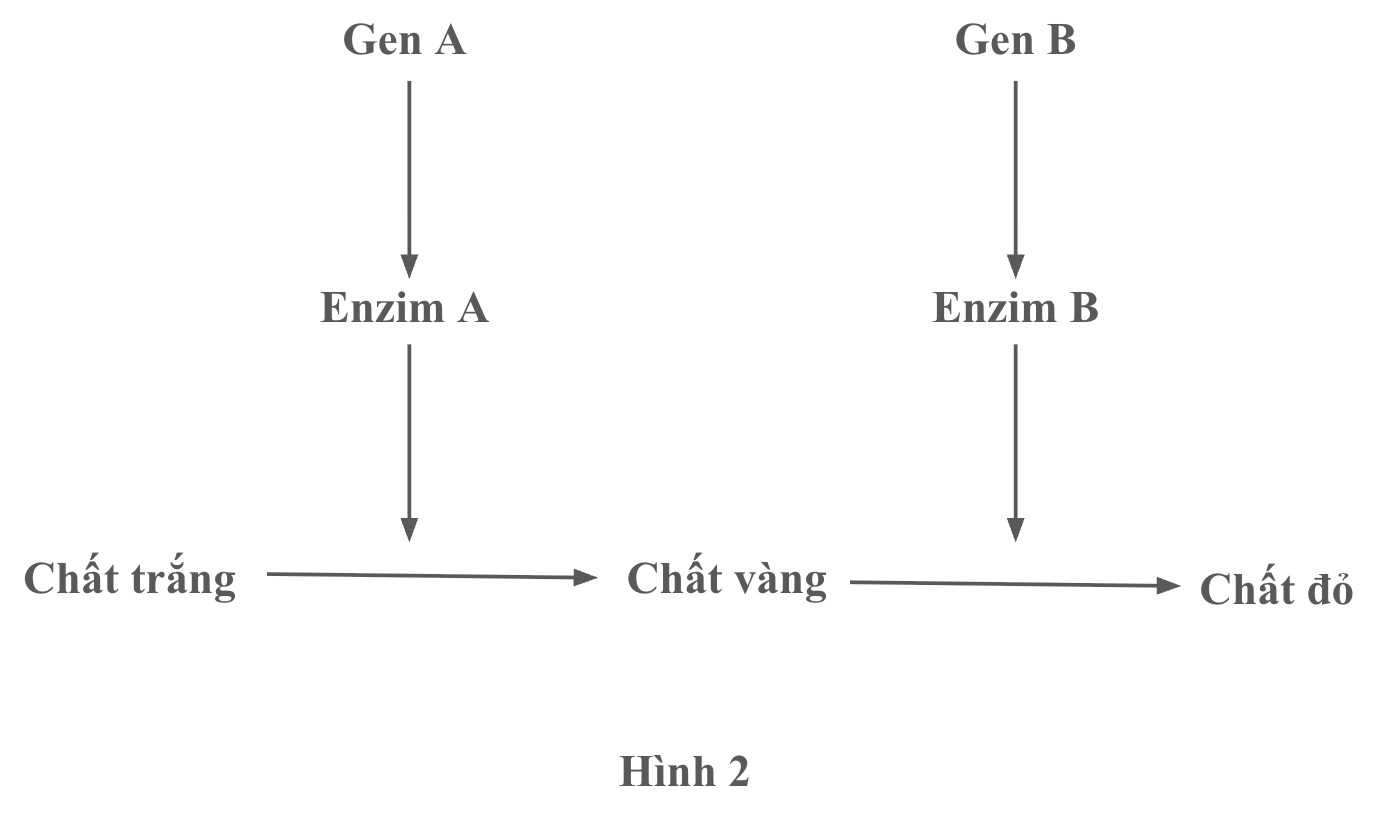 Hình minh họa