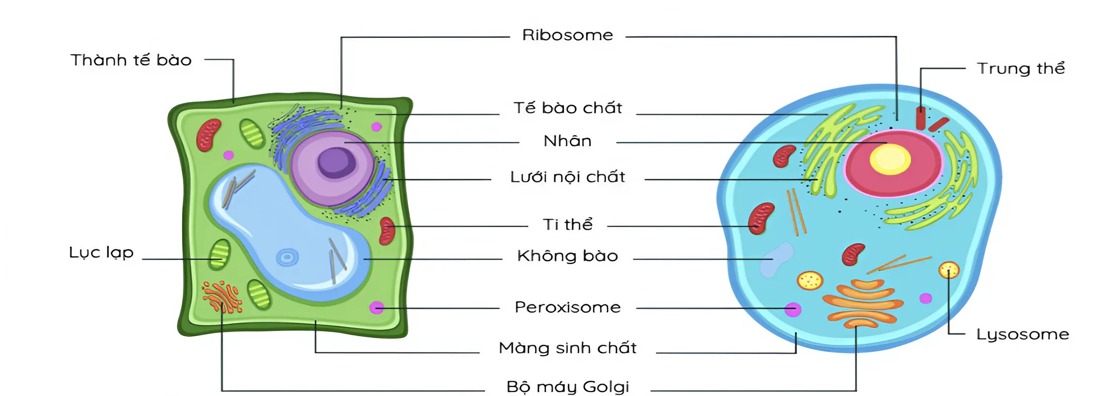 Hình minh họa