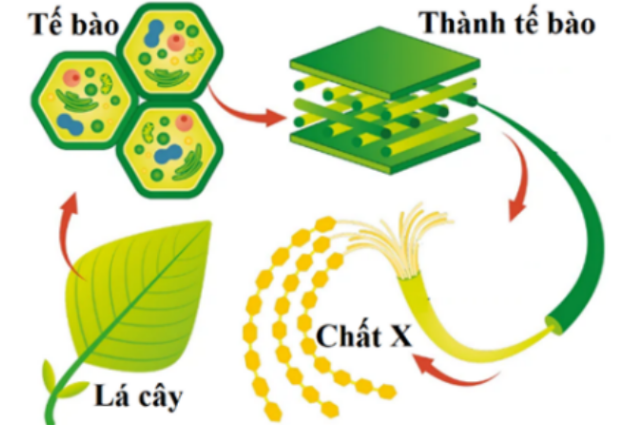 Hình minh họa