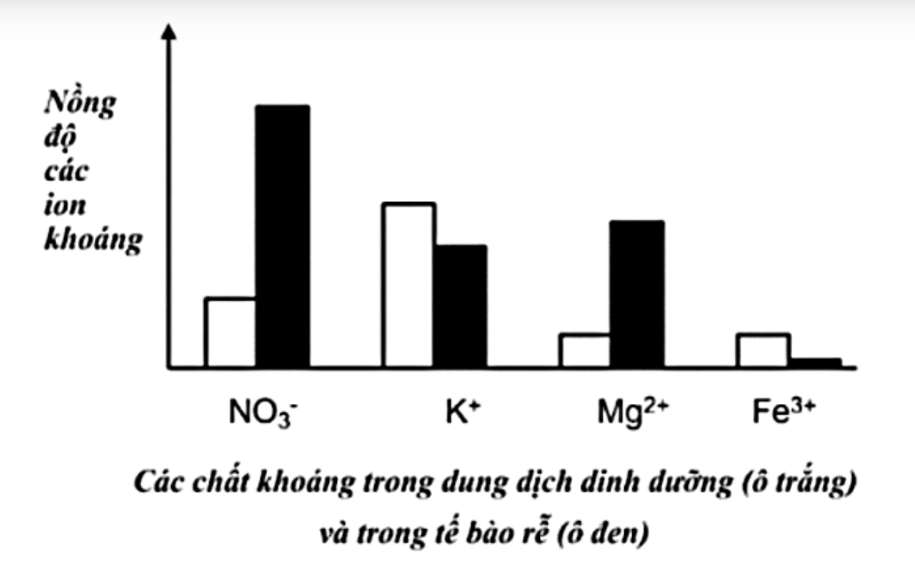 Hình minh họa