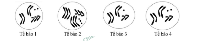 Hình minh họa
