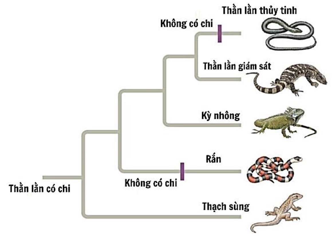 Hình minh họa